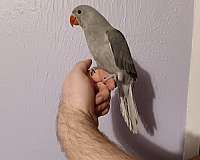 blue-grey-parakeet-for-sale