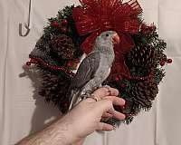 blue-grey-parakeet-for-sale