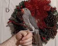 parakeet-for-sale-in-wichita-ks