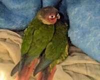 tan-handfed-pet-bird-for-sale