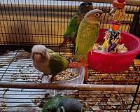 green-cheek-conure-for-sale