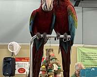 green-wing-macaw-for-sale-in-walker-la