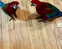 macaw-green-wing-macaw-for-sale-in-walker-la