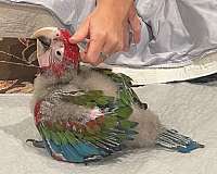 green-wing-macaw-for-sale-in-walker-la