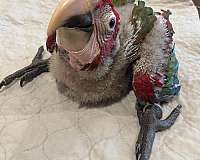 baby-bird-for-sale-in-walker-la