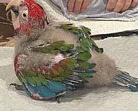 macaw-green-wing-macaw-for-sale-in-walker-la