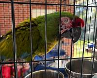 military-macaw-for-sale