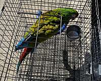 adult-military-macaw-for-sale