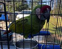 macaw-military-macaw-for-sale