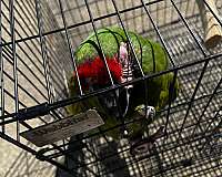 male-bird-for-sale