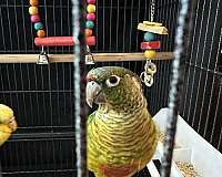 conure-for-sale-in-maynard-ma