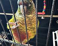 young-bird-for-sale-in-maynard-ma