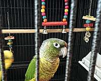 conure-parrot-for-sale-in-maynard-ma