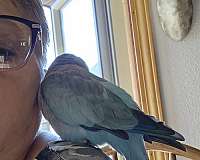 quaker-parrots-for-sale-in-gladwin-mi