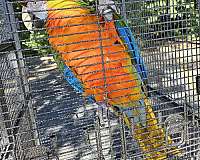 macaw-for-sale-in-lisle-il