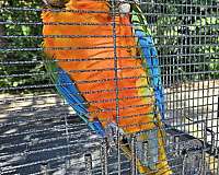 blue-bird-for-sale-in-lisle-il