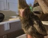 orange-bird-for-sale-in-warner-robins-ga