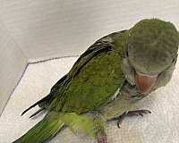 quaker-parrots-for-sale