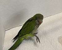 green-quaker-parrots-for-sale