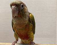 green-cheek-conure-for-sale