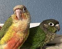 green-green-cheek-conure-for-sale