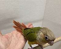 pineapple-green-cheek-conure-for-sale