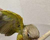 yellow-green-cheek-conure-for-sale