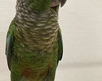 green-cheek-conure-for-sale