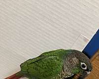 blue-green-cheek-conure-for-sale