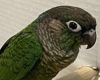 green-green-cheek-conure-for-sale