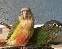 red-green-cheek-conure-for-sale