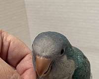 blue-quaker-parrots-for-sale