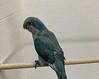 blue-bird-for-sale