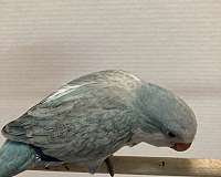 quaker-parrots-for-sale