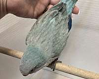 blue-opaline-quaker-parrots-for-sale