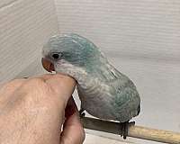 blue-opaline-bird-for-sale