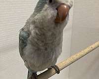 small-blue-opaline-bird-for-sale