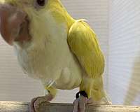 green-quaker-parrots-for-sale