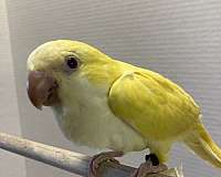 lutino-yellow-quaker-parrots-for-sale