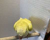 lutino-yellow-bird-for-sale