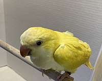 small-lutino-yellow-bird-for-sale