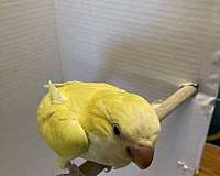 quaker-parrots-for-sale