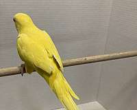 lutino-yellow-quaker-parrots-for-sale