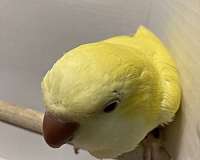 lutino-yellow-bird-for-sale