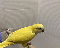 small-lutino-yellow-bird-for-sale