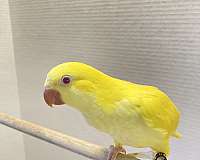 quaker-parrots-for-sale