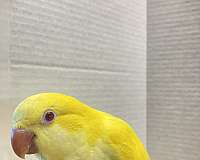 lutino-yellow-quaker-parrots-for-sale