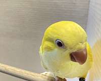 lutino-yellow-bird-for-sale