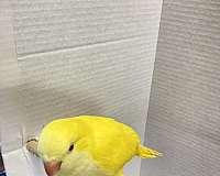 small-lutino-yellow-bird-for-sale