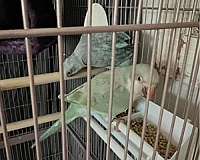 small-large-quaker-parrots-for-sale